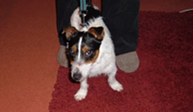 The Jack Russell found in Burntwood The Jack Russell found in Burntwood